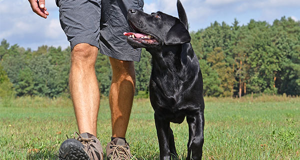 a black Labrador looking up and walking with their owner in a field, with woods in the background