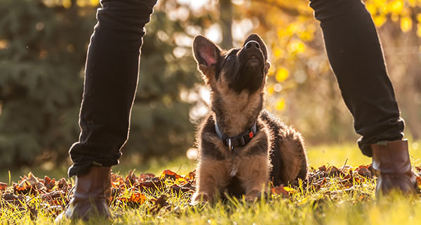 a German Shepard puppy looking up at their owner in the woods