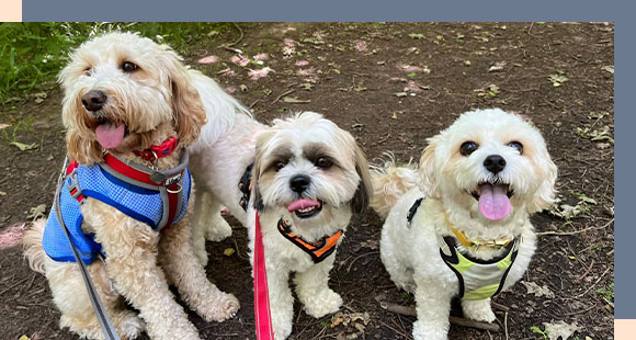 three smaller dogs being walked together