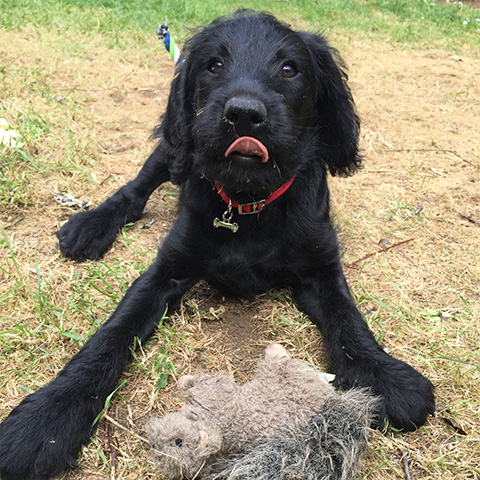 a dog sitting on a patch of grass with a toy in front of them