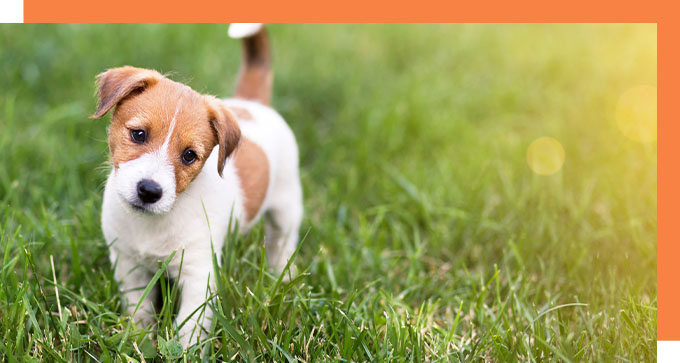 a Jack Russell puppy standing in its grass with their head tilted