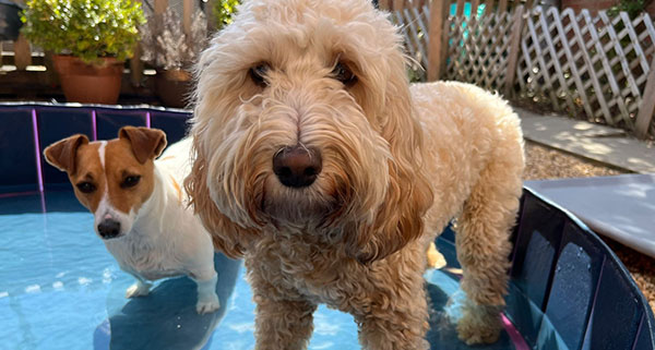 two dogs standing in a paddling pool