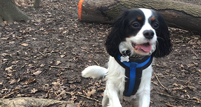 a Collie puppy happily walking through the woods