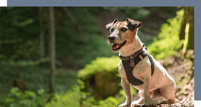 a Jack Russell terrier standing in the woods during a walk