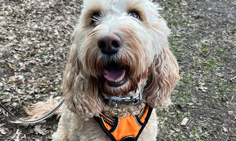 a dog sitting happily in a woodland trail