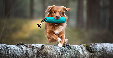 a collie jumping over a fallen tree with a training dummy in its mouth