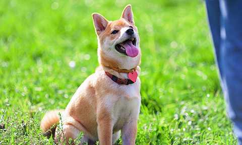 a happy Shiba Inu looking up at their trainer