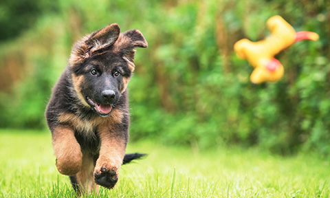 a German Shepard puppy chasing a toy across a lawn