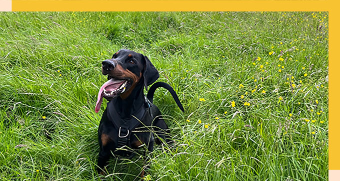 a happy dog with its tongue out sitting in the middle of the grass