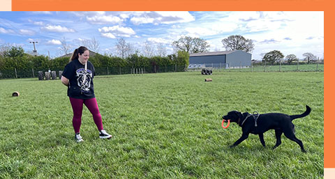 a dog with a ring in its mouth running towards their trainer