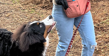 a collie on a lead looking up at their human who is walking them