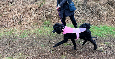 a black dog with a pink coat walking along a path with their dog walker