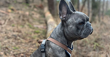 a grey pug standing proudly on a fallen tree in the middle of the woods