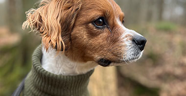 a dog wearing a turtle neck looking to the right in the middle of the woods