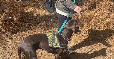 a brown dog walking through the woodlands during a training session