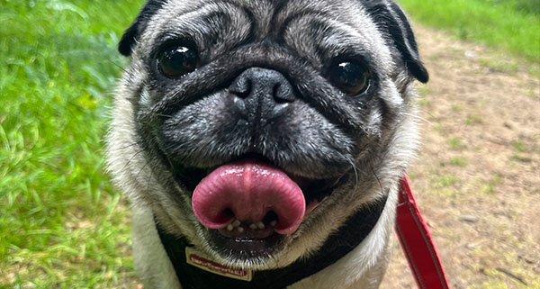 a happy pug with its tongue out looking at the camera