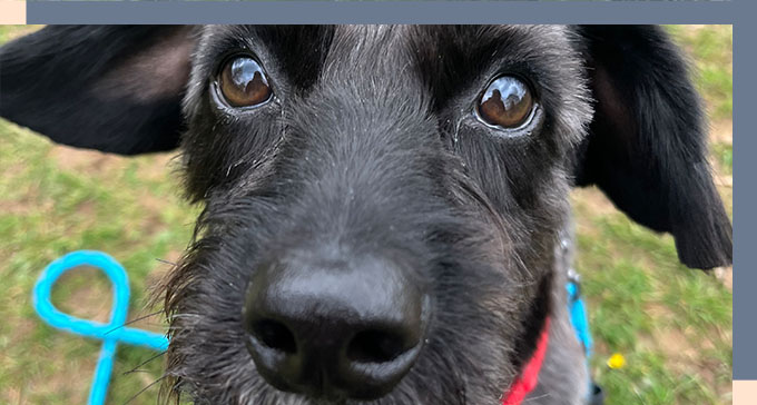 a black furred dog looking directly at the camera