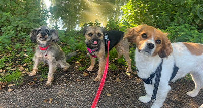 three dogs standing in front of a pond on a group walk