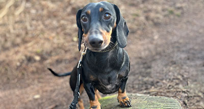 a dachshund standing on top of a tree stump in the woods on a solo walk