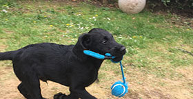 a black puppy runiing with a ball on a string in its mouth