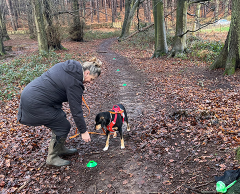 a dog trainer performing a training session with a dog in the woods using green plastic cones