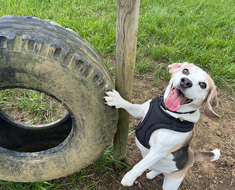 a dog with their paw on a tire, looking up at the camera with their tongue out