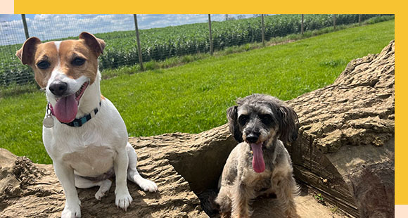 two dogs sitting on a wooden log bench with their tongues out