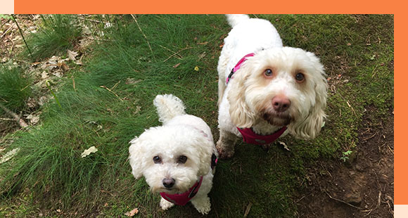 two dogs standing on a patch of grass in the woods looking up