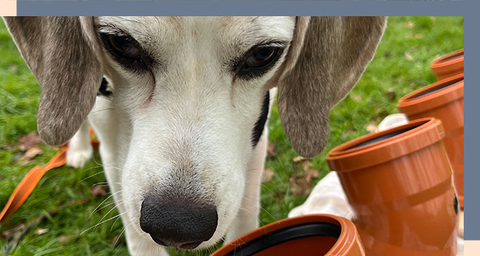 a dog performing a scent workshop by sniffing various different pots