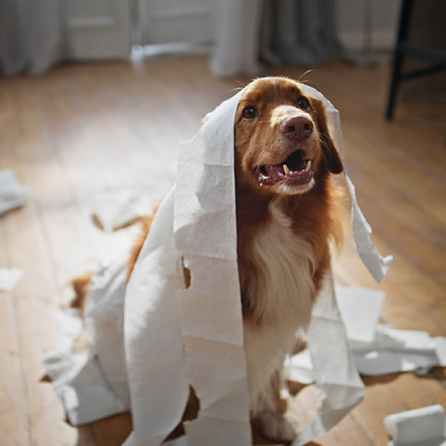 Puppy Toilet Training  Are you a new puppy owner and struggling with toilet training? Have you asked friends and family and it’s still not working?